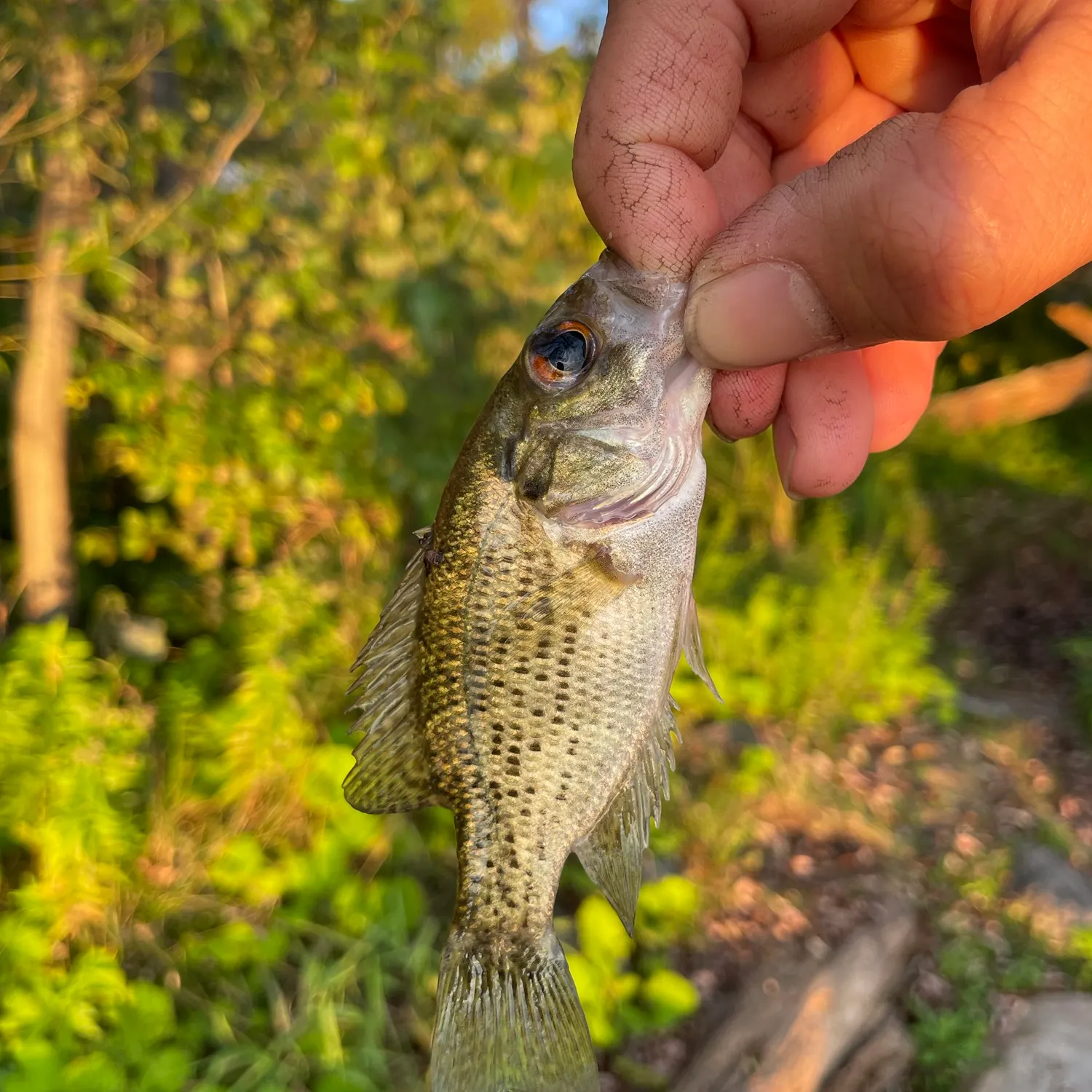 Rock bass caught on Fishbrain