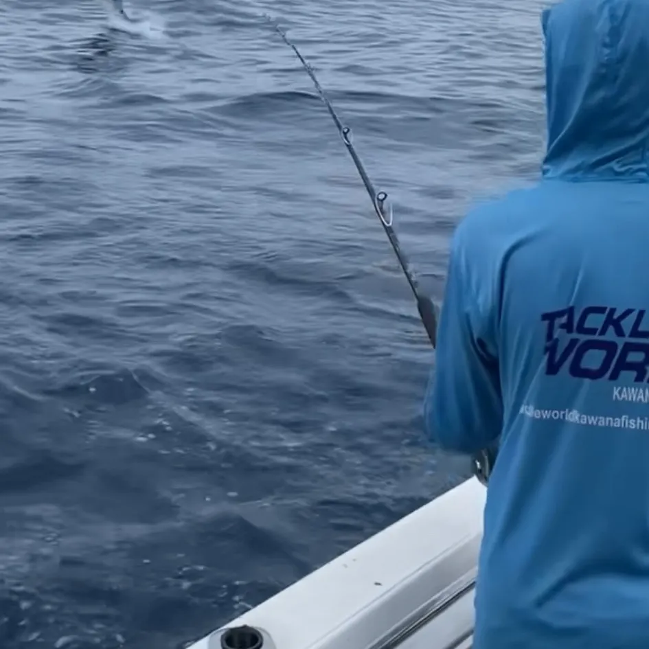 The most recent Black marlin catches on Fishbrain
