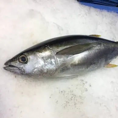 Yellowfin tuna caught on Fishbrain