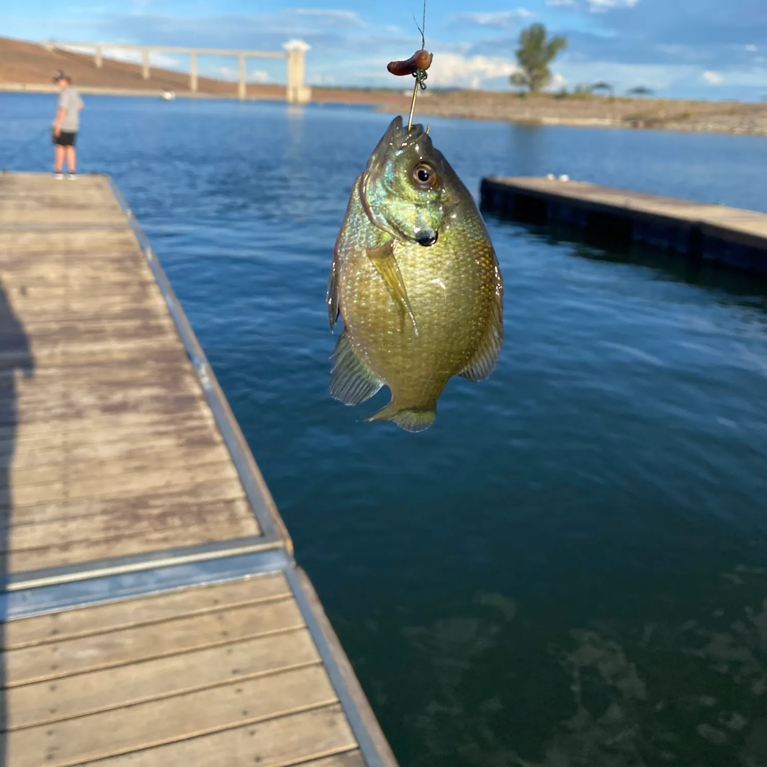 Bluegill caught on Fishbrain
