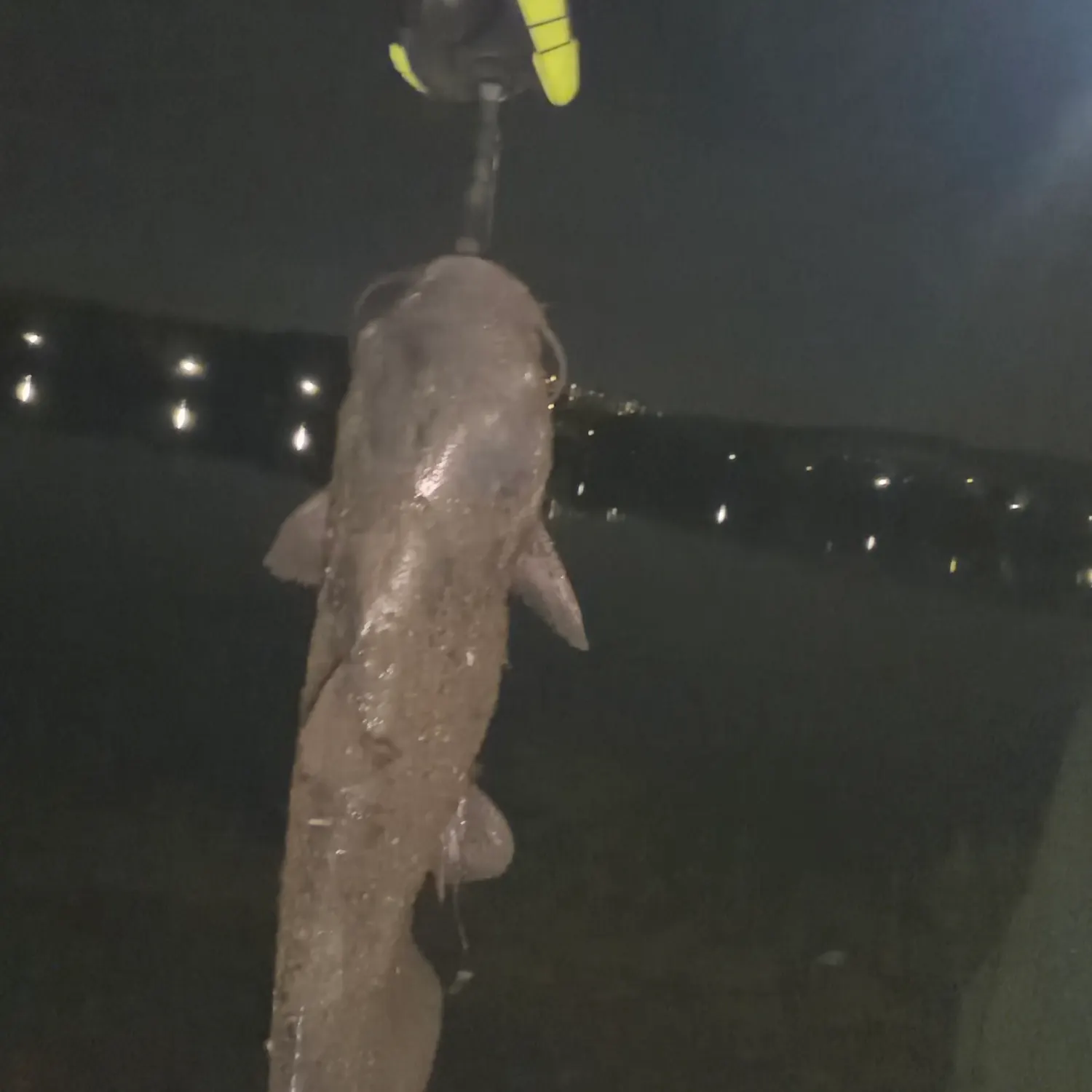 Blue catfish caught on Fishbrain