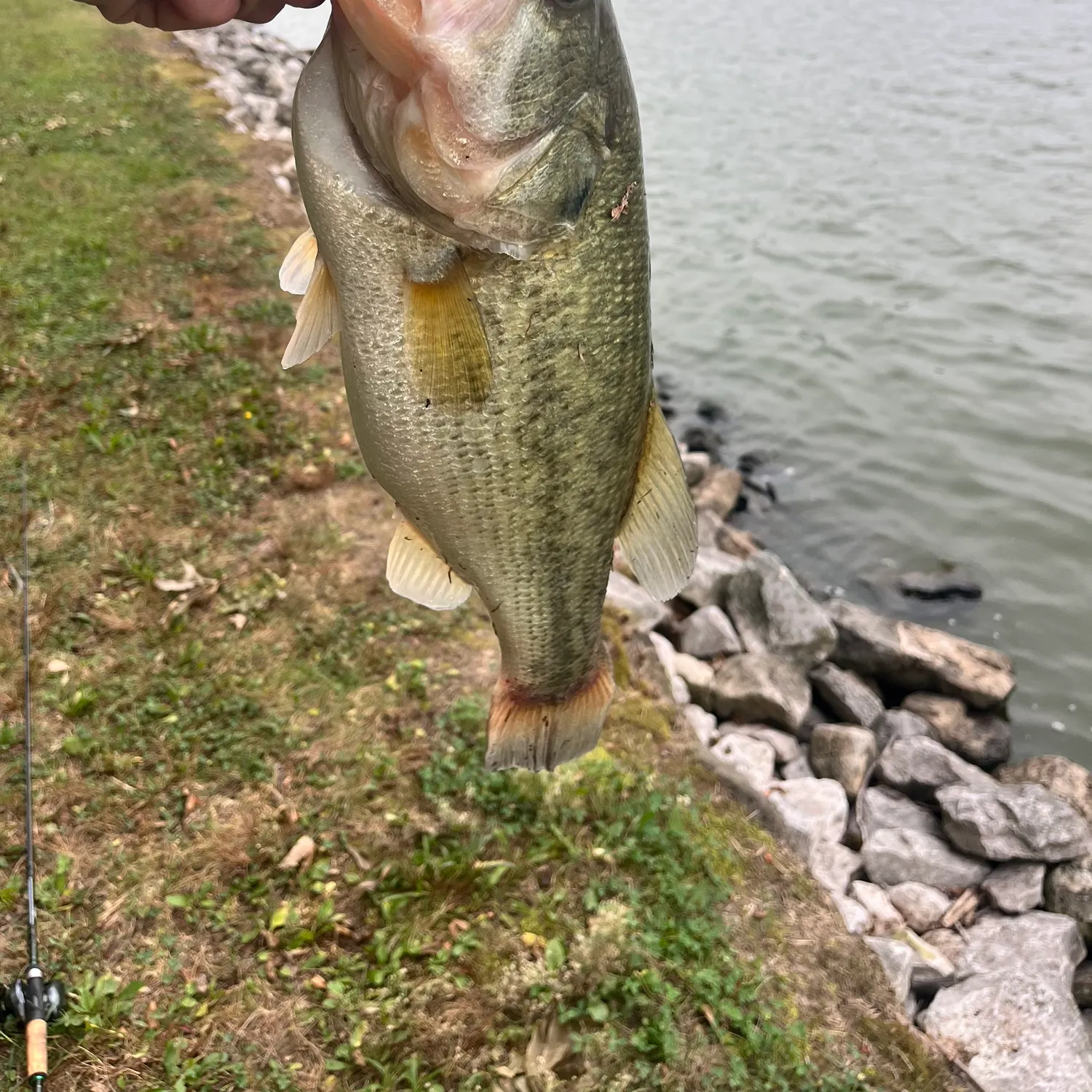 Largemouth bass caught on Fishbrain