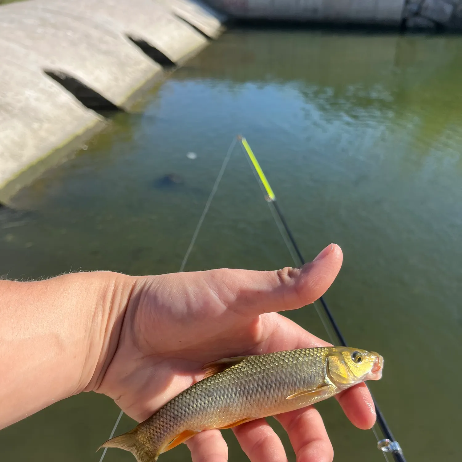 The most recent Common barbel catches on Fishbrain