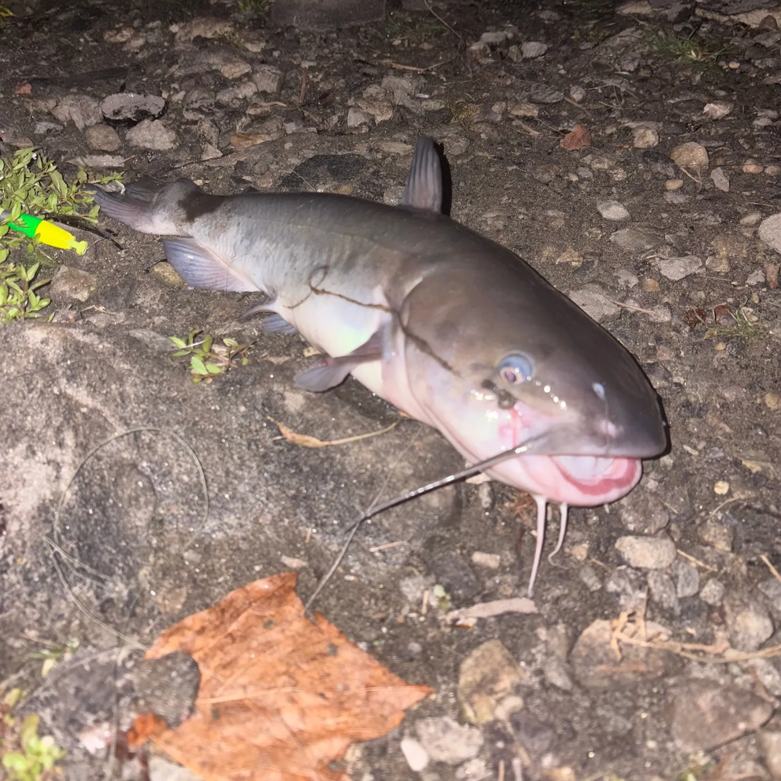 The most recent White bullhead catches on Fishbrain