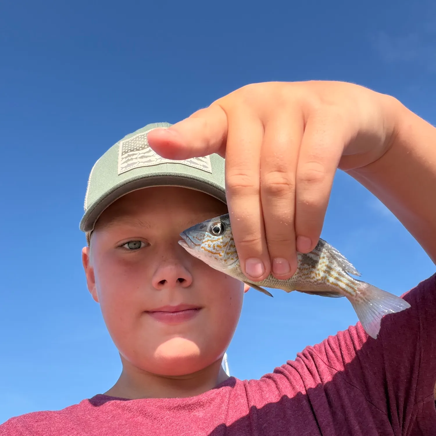 The most recent Pigfish catches on Fishbrain