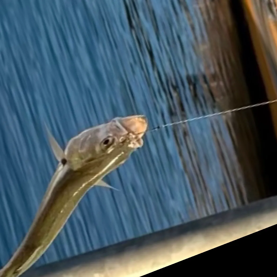 Three-by-two garfish caught on Fishbrain