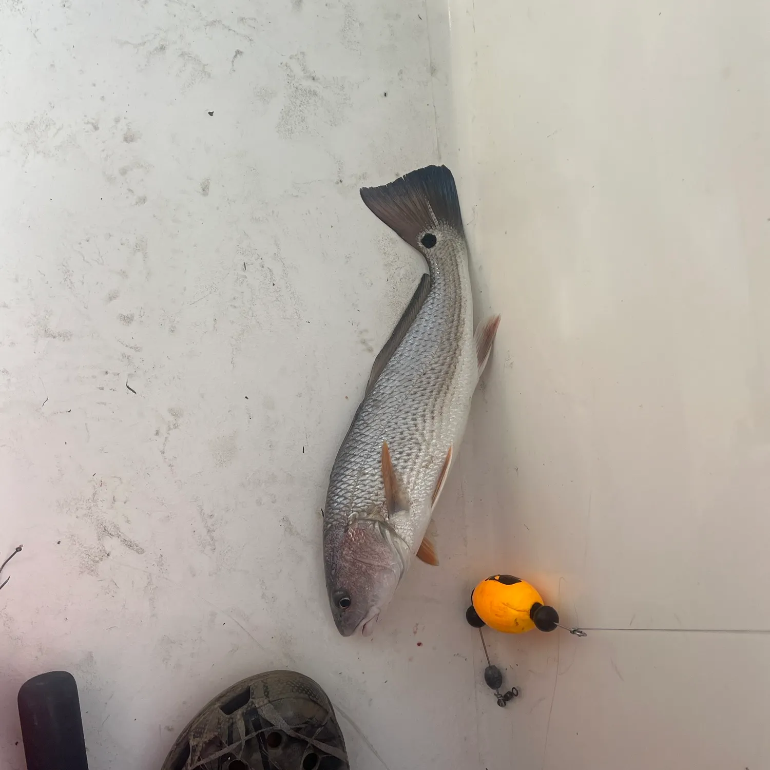 Red drum caught on Fishbrain