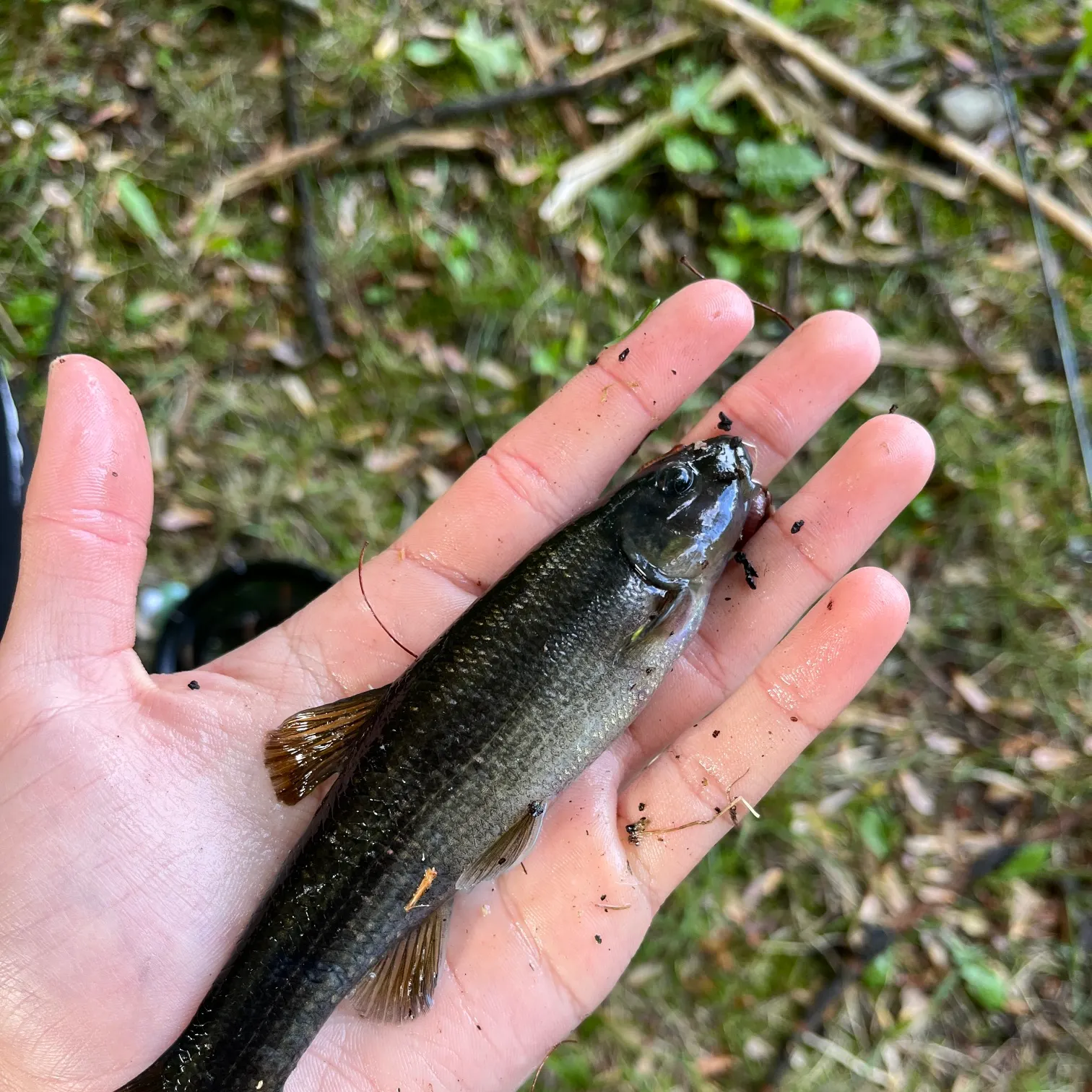 The most recent Cutlips minnow catches on Fishbrain