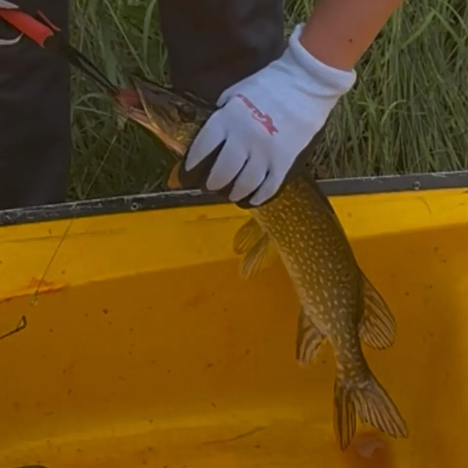 Northern pike caught on Fishbrain
