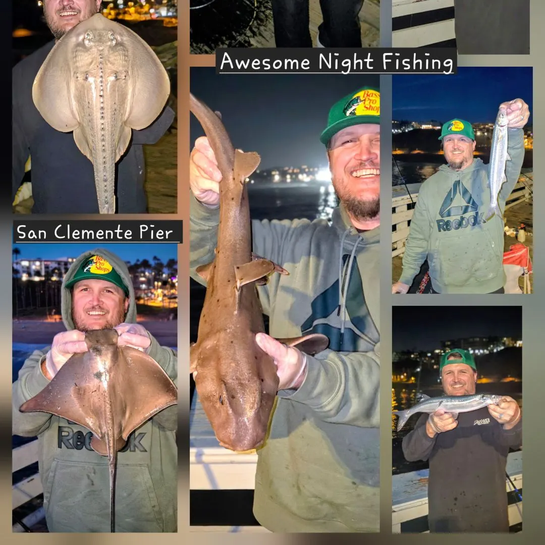 The most recent Horn shark catches on Fishbrain