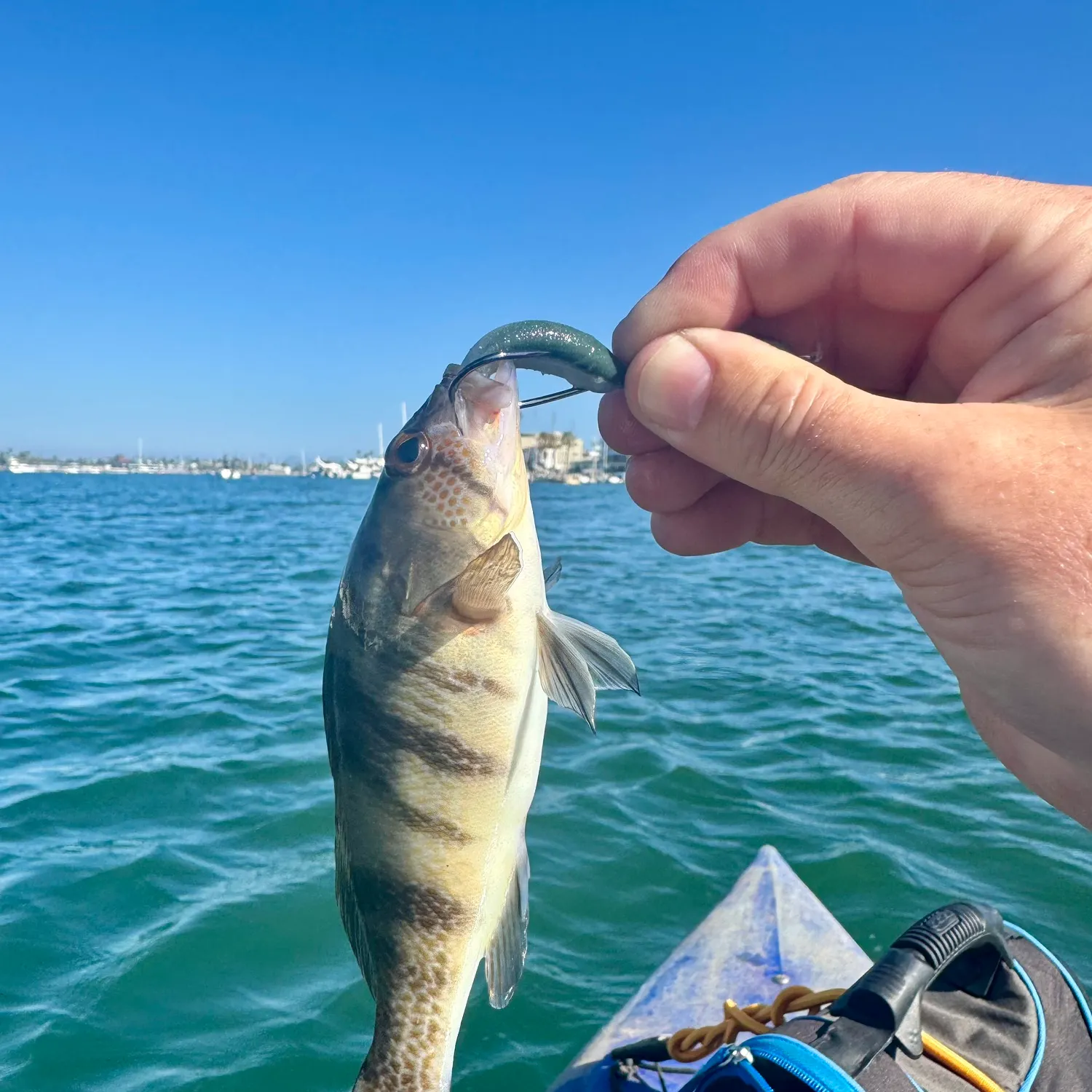 The most recent Barred sand bass catches on Fishbrain