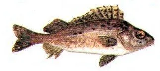 Ruffe