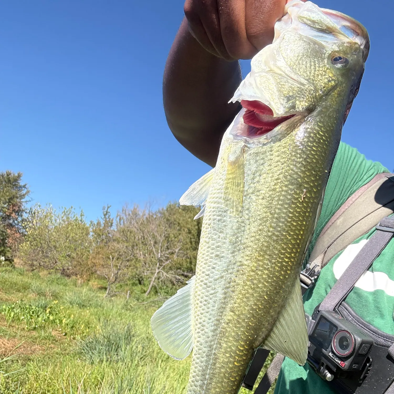 Largemouth bass caught on Fishbrain
