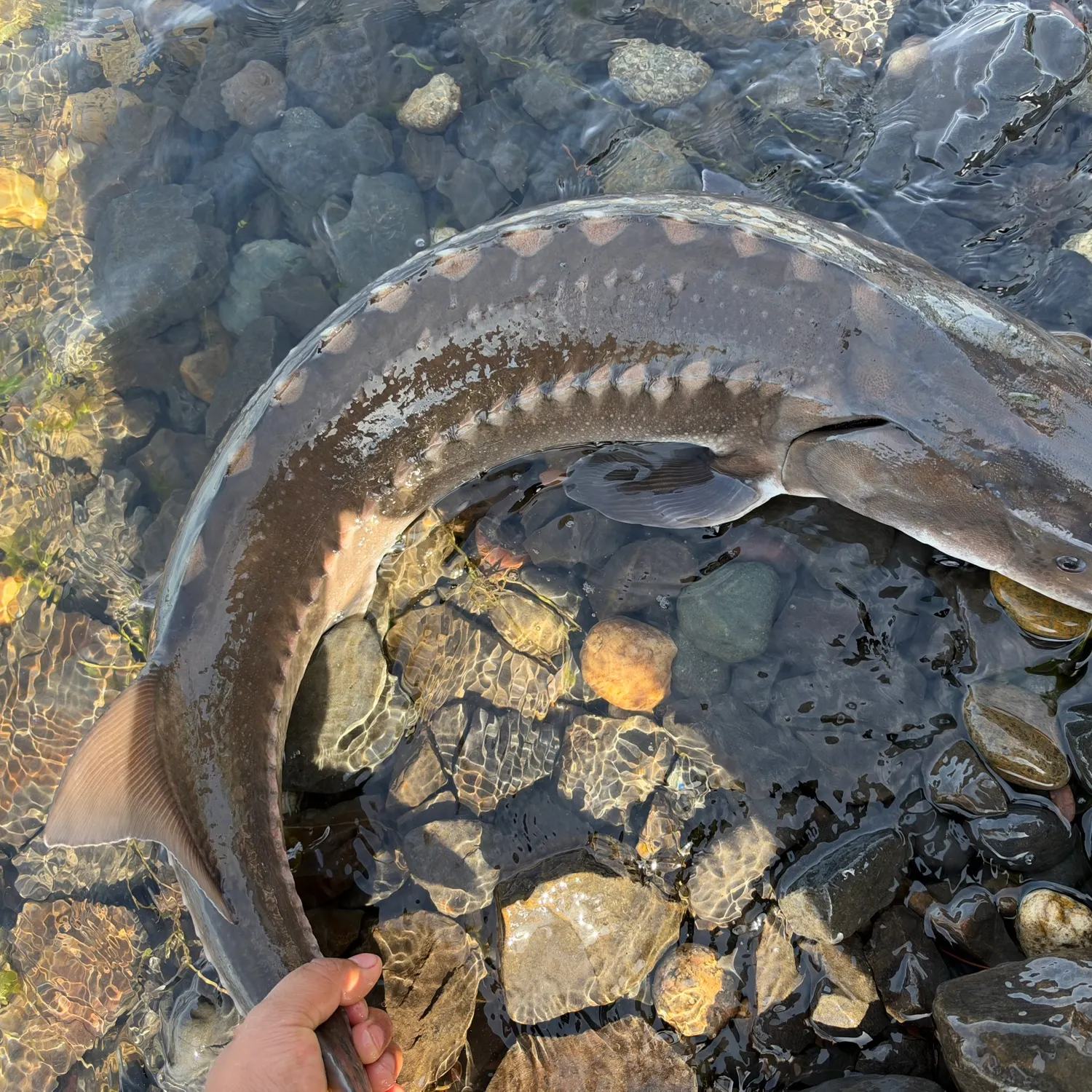 White sturgeon caught on Fishbrain