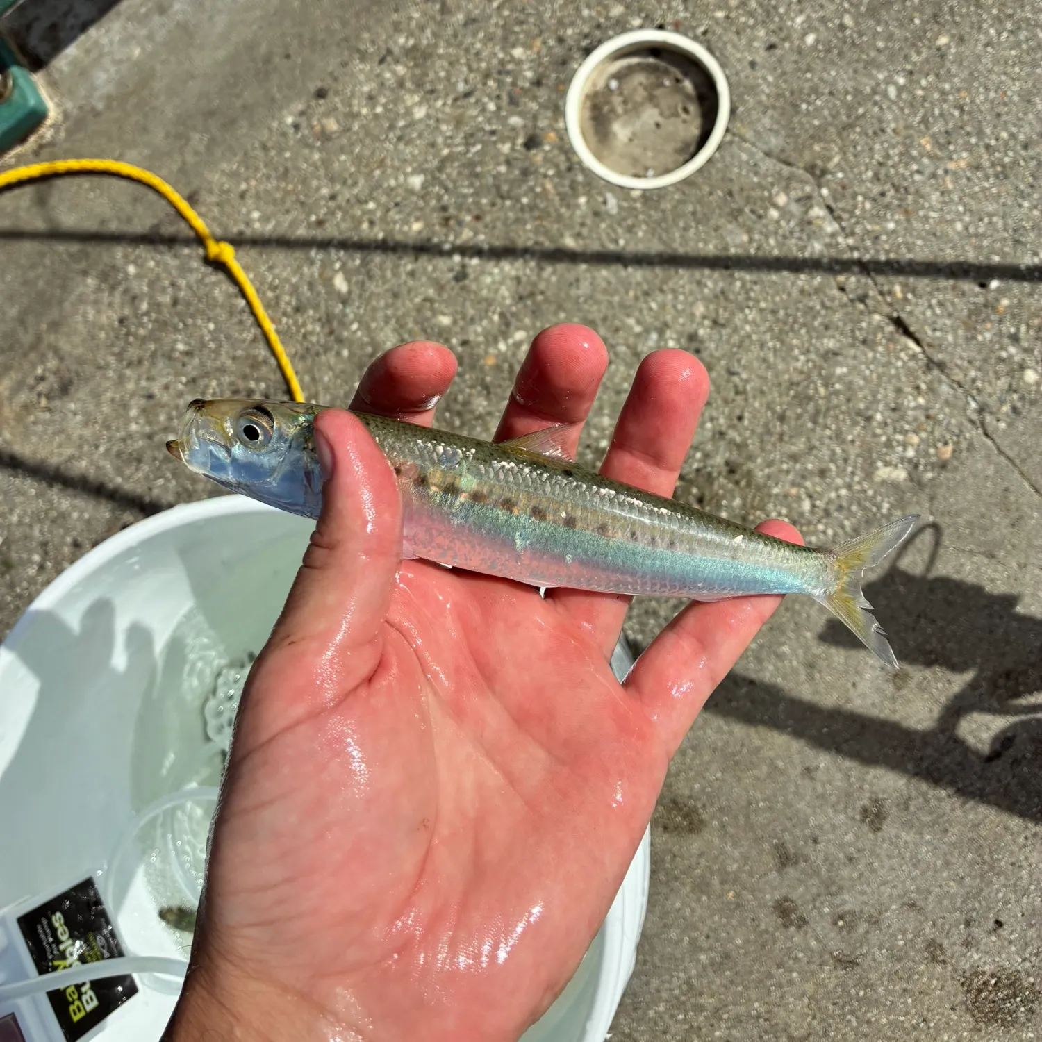 The most recent Japanese pilchard catches on Fishbrain