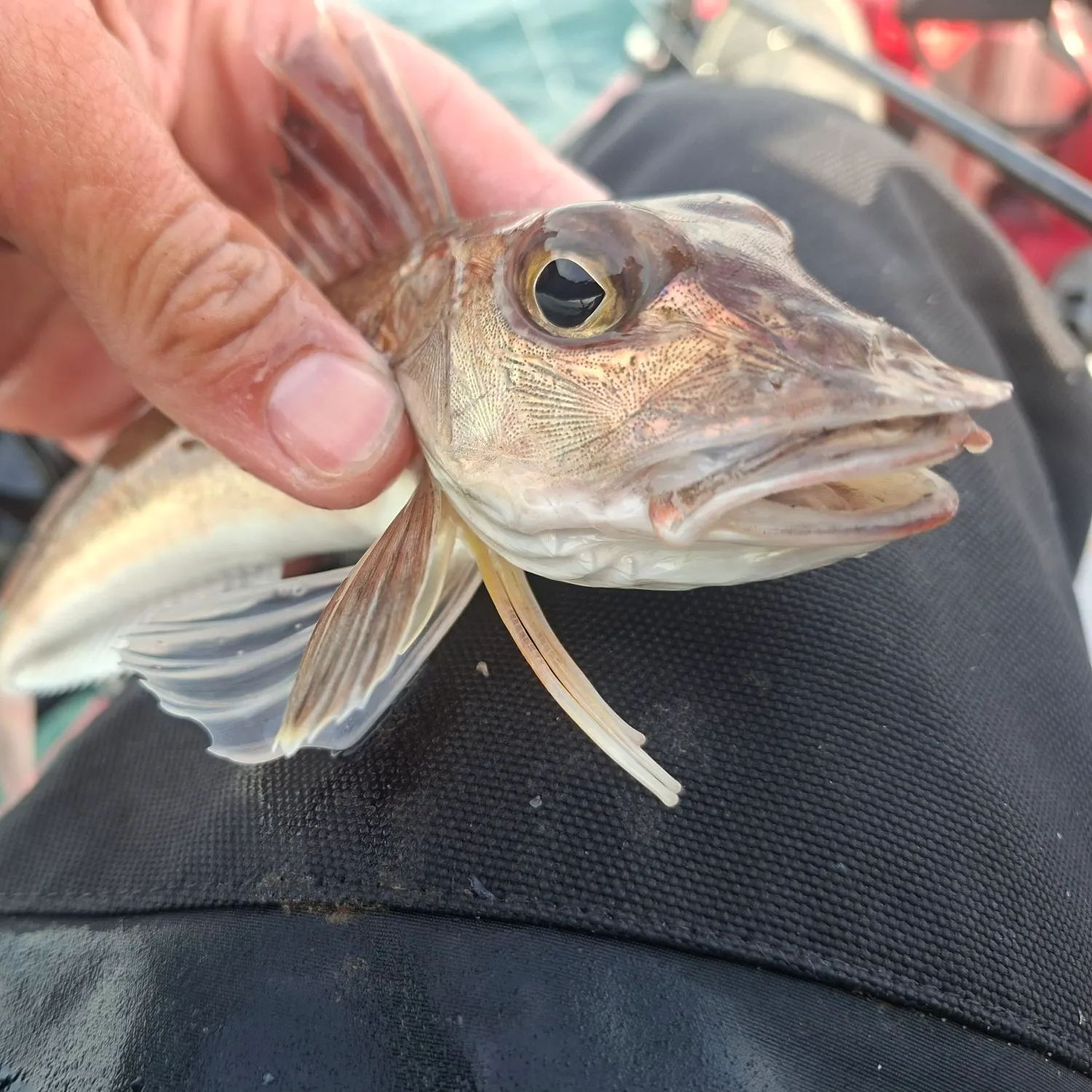 The most recent Grey gurnard catches on Fishbrain