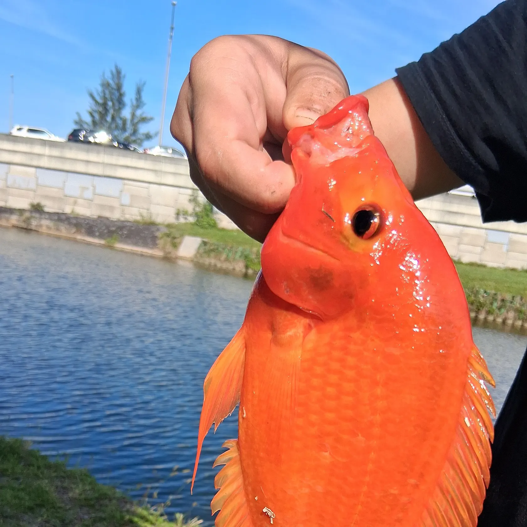 The most recent Midas cichlid catches on Fishbrain