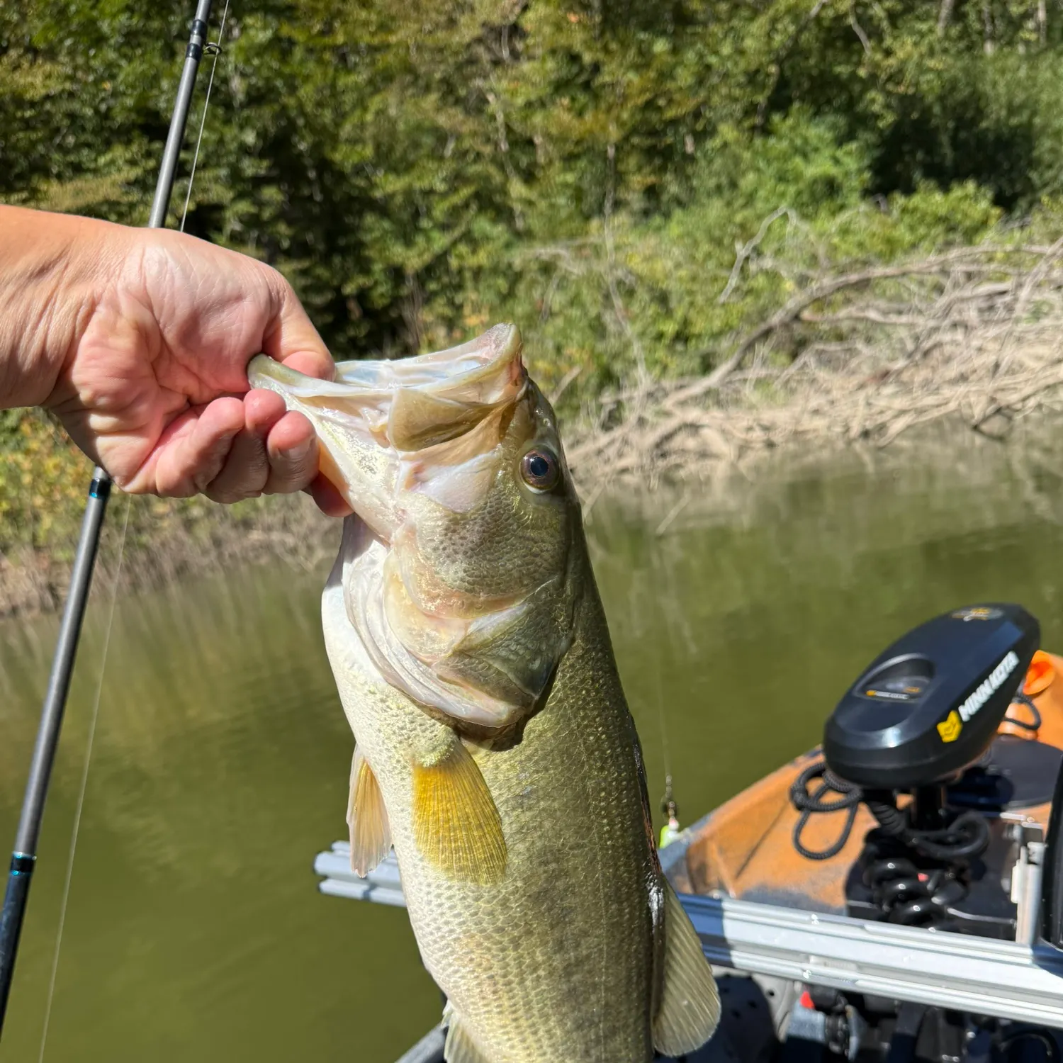 Largemouth bass caught on Fishbrain