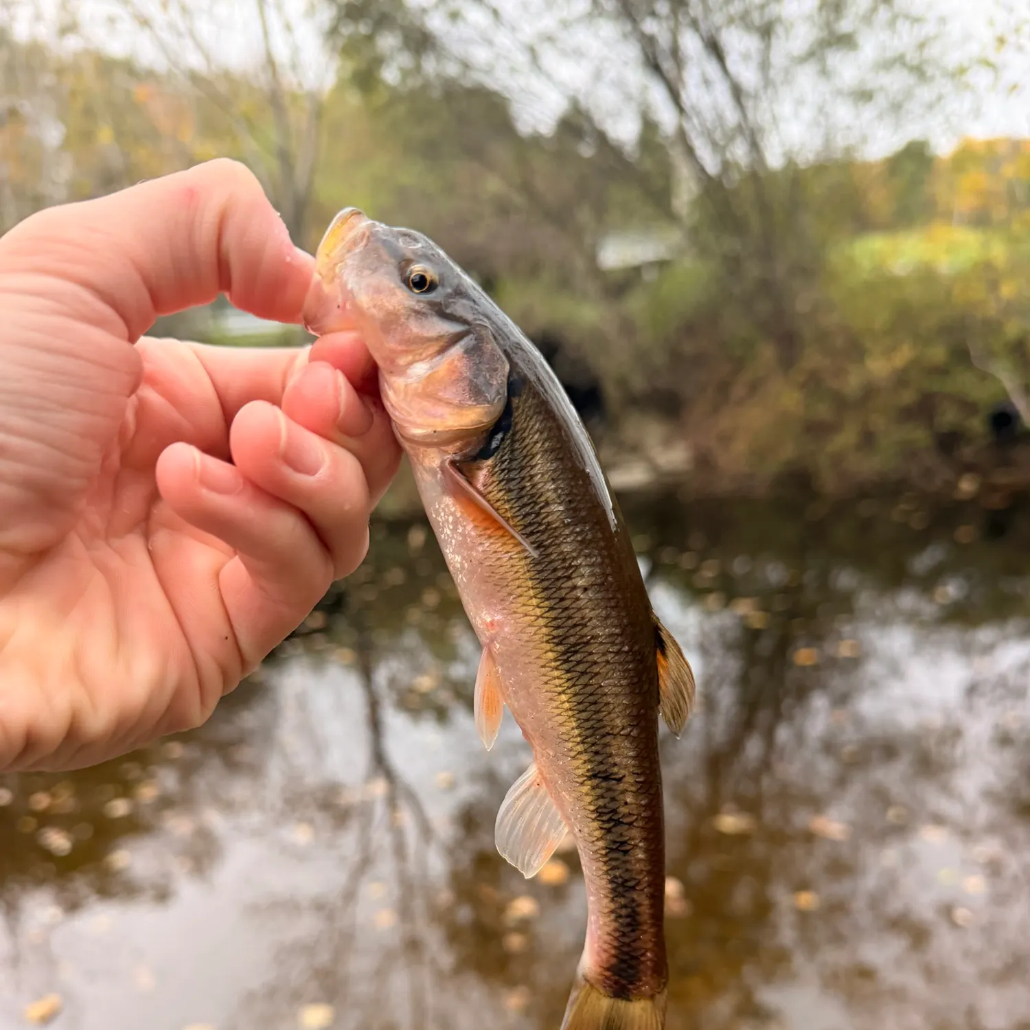 Creek chub caught on Fishbrain