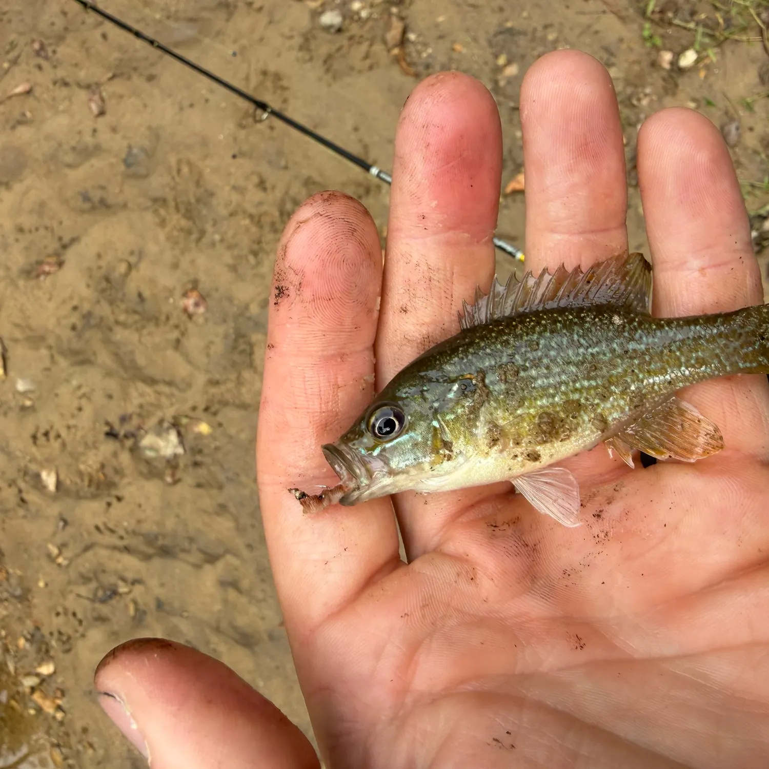 Green sunfish caught on Fishbrain