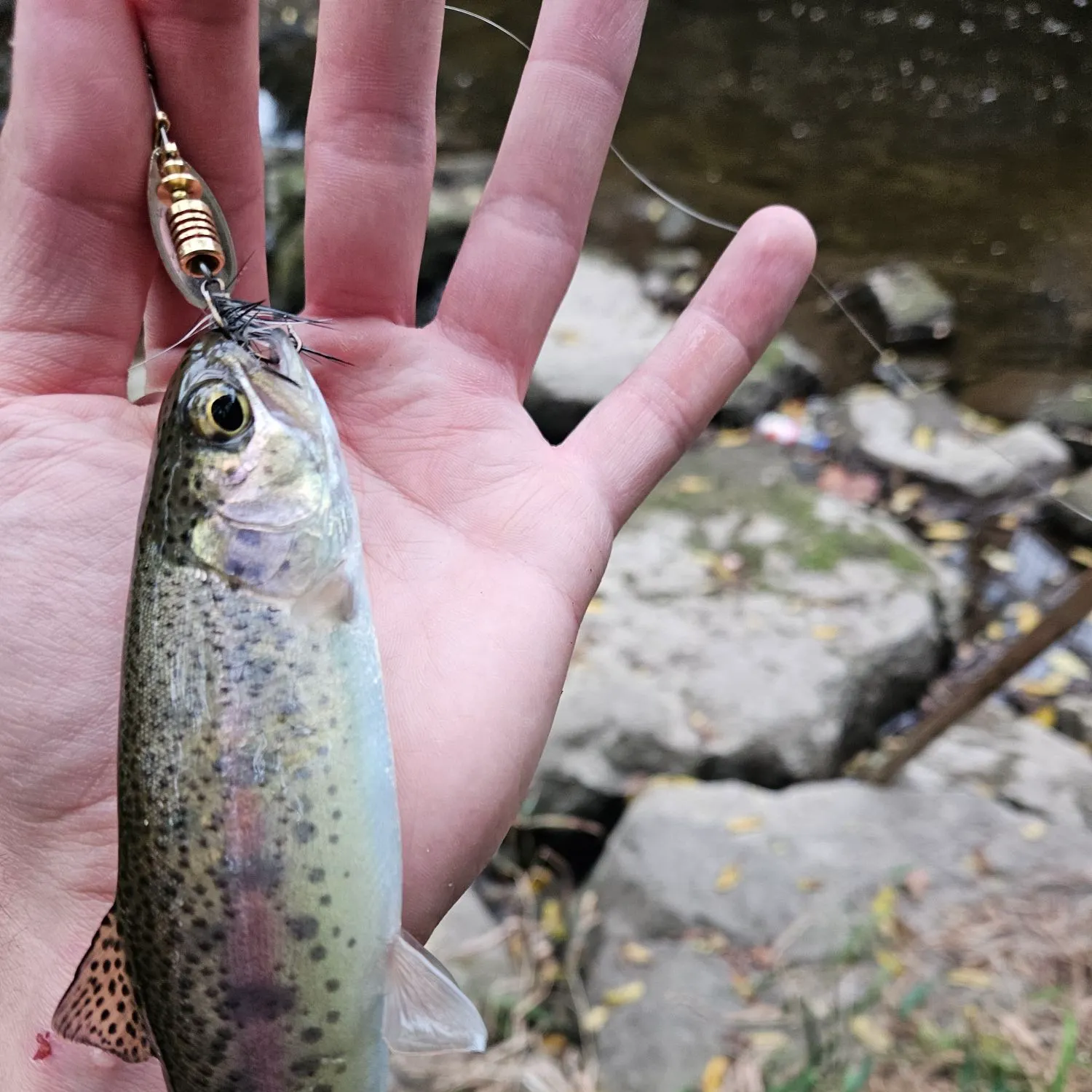 Rainbow trout caught on Fishbrain