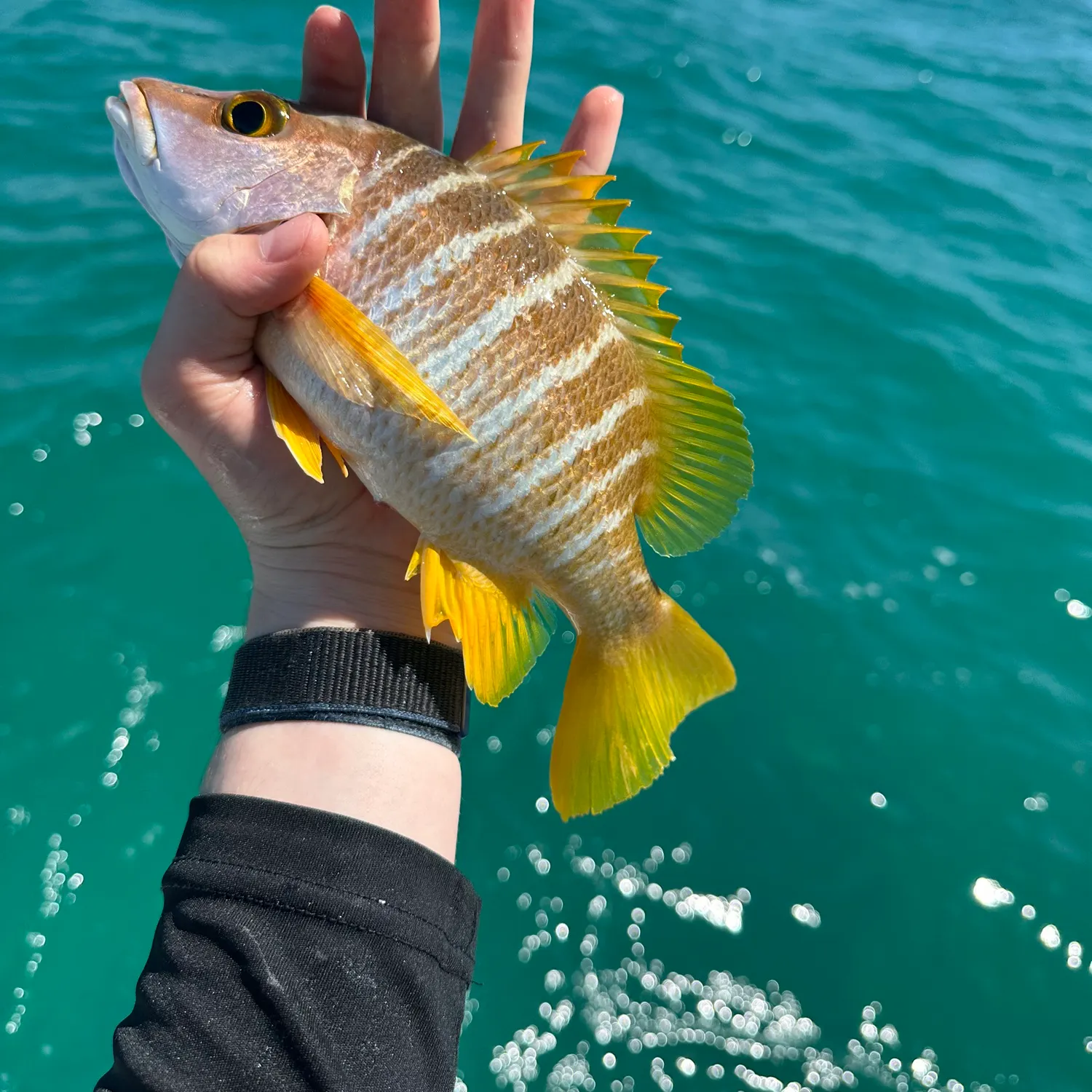 The most recent Schoolmaster snapper catches on Fishbrain