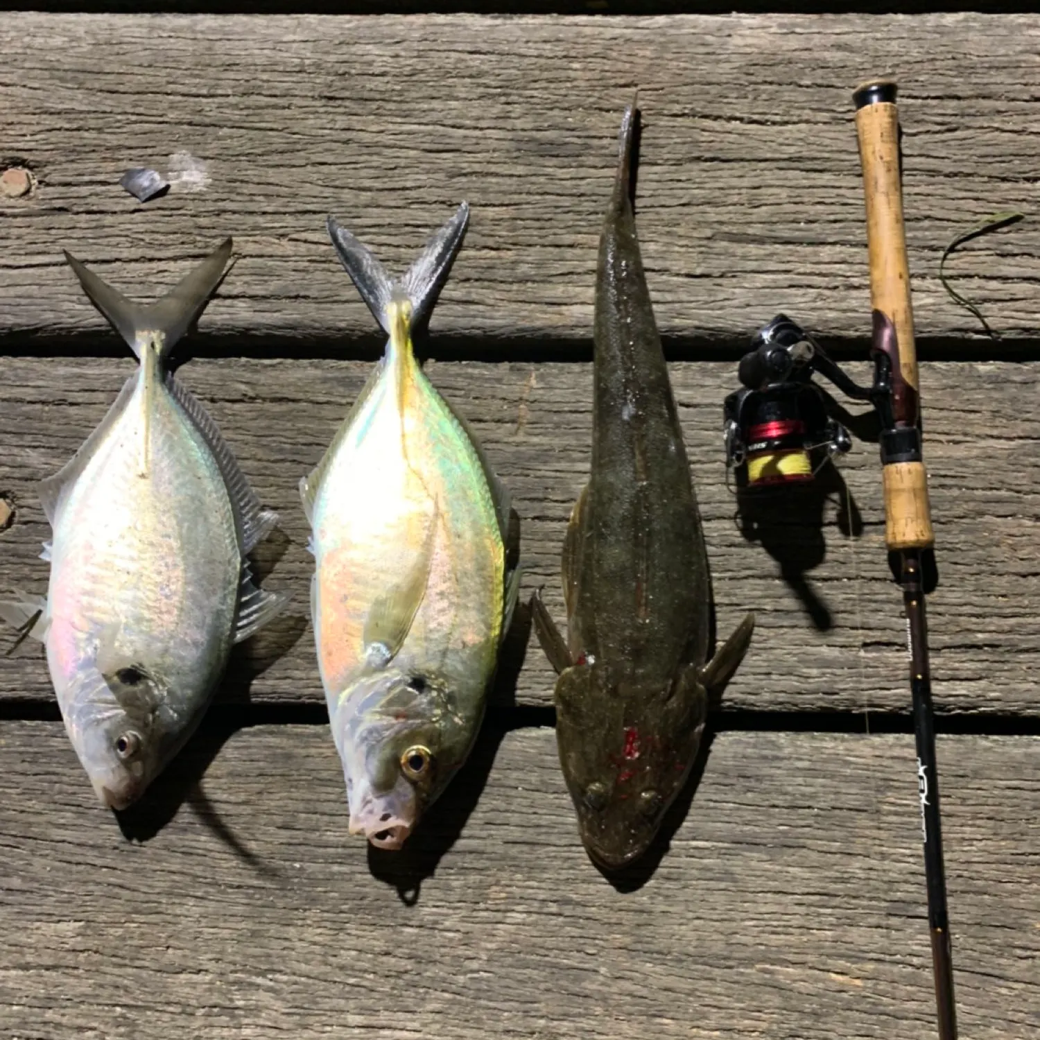 recently logged catches