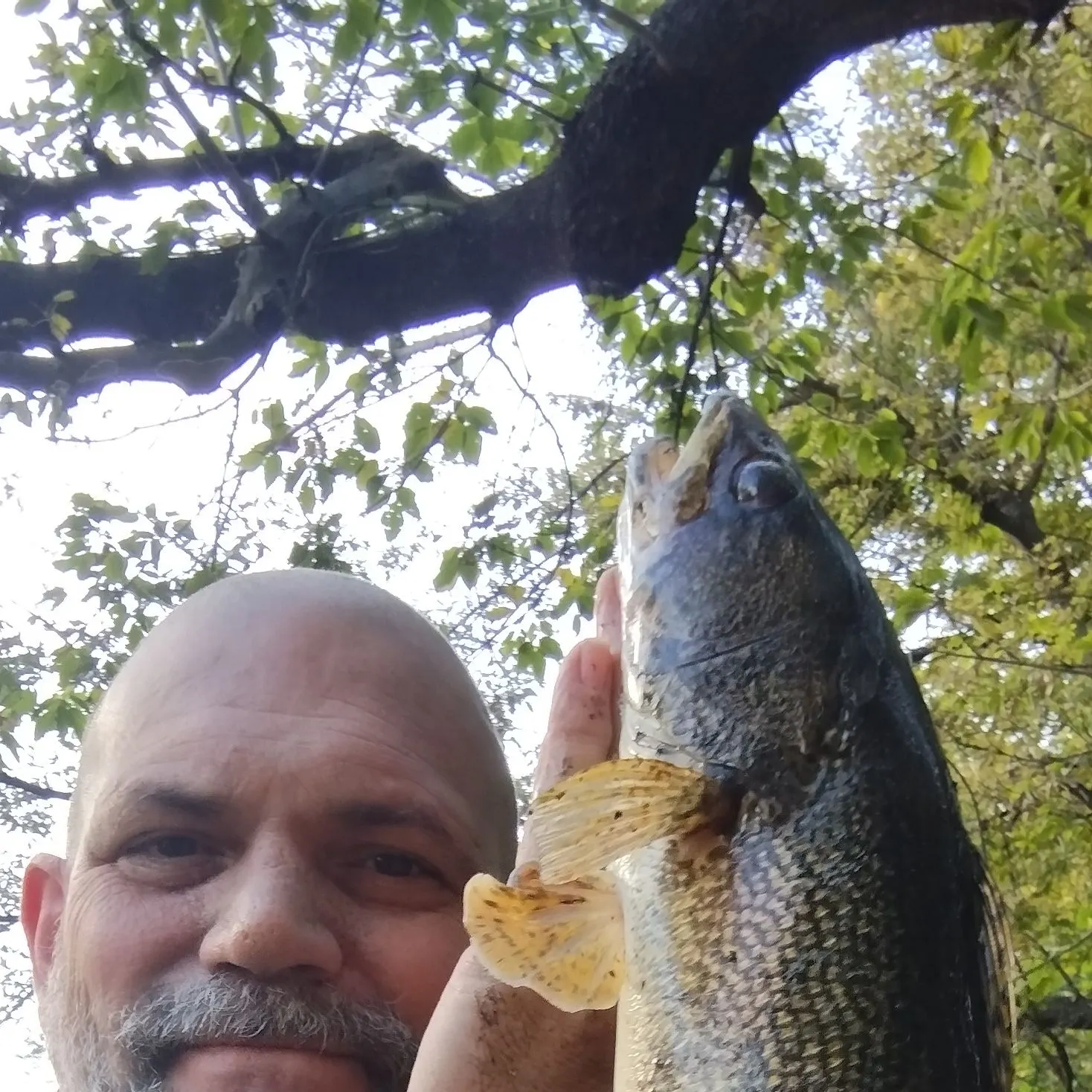 Sauger caught on Fishbrain