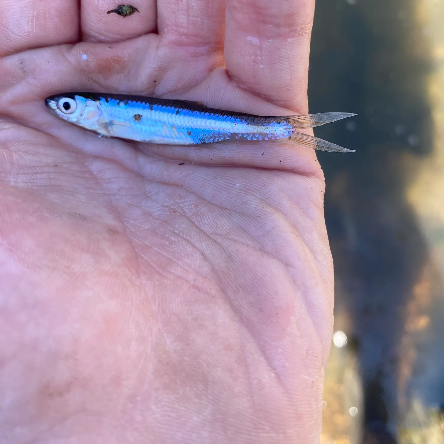 The most recent Emerald shiner catches on Fishbrain