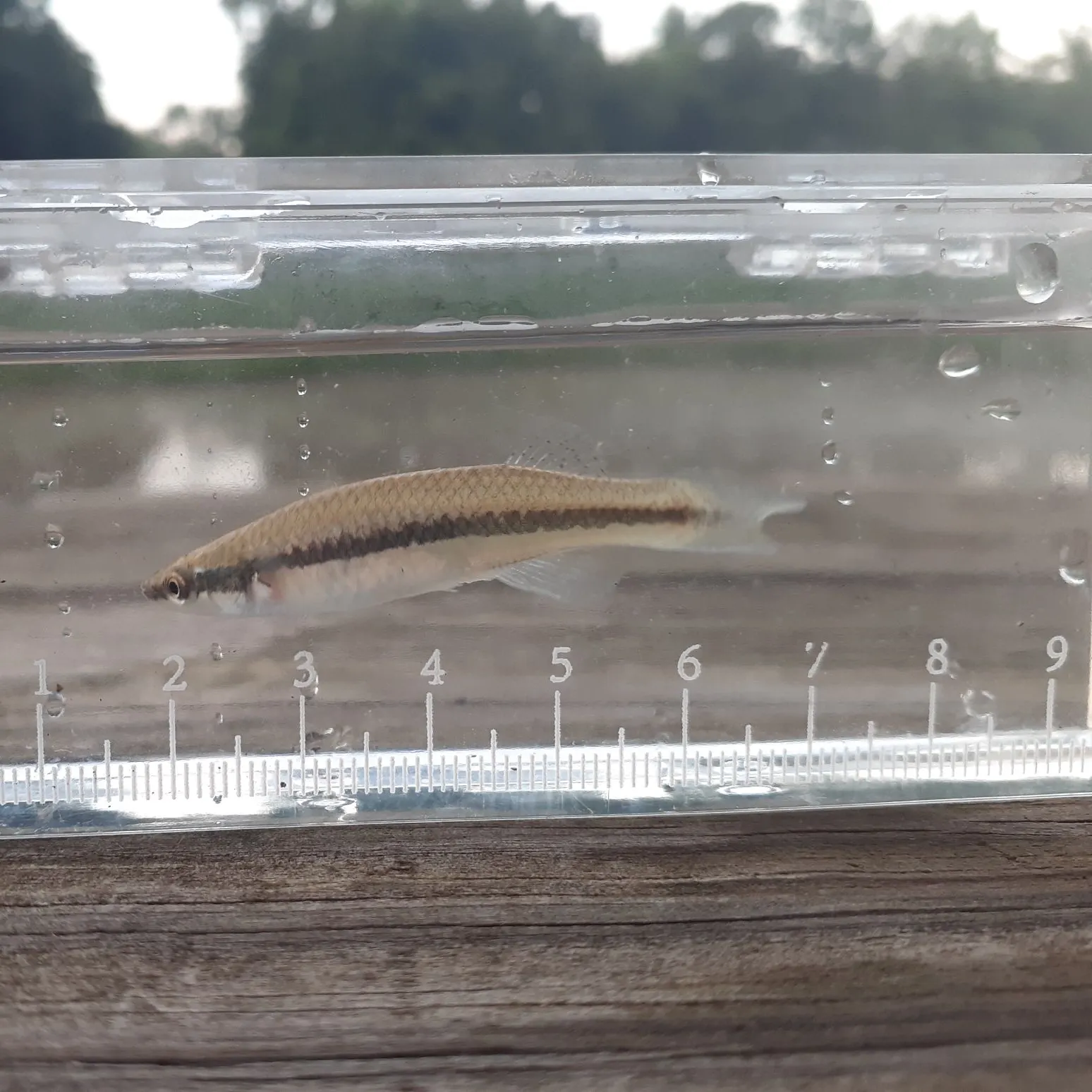 The most recent Blackstripe topminnow catches on Fishbrain