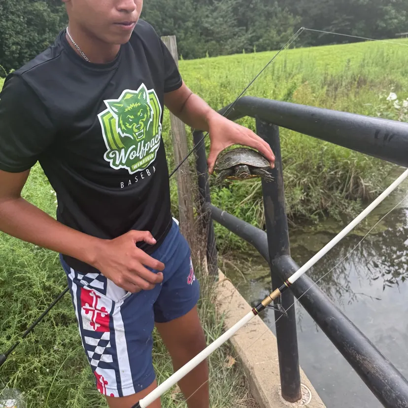 The most recent Pond slider catches on Fishbrain