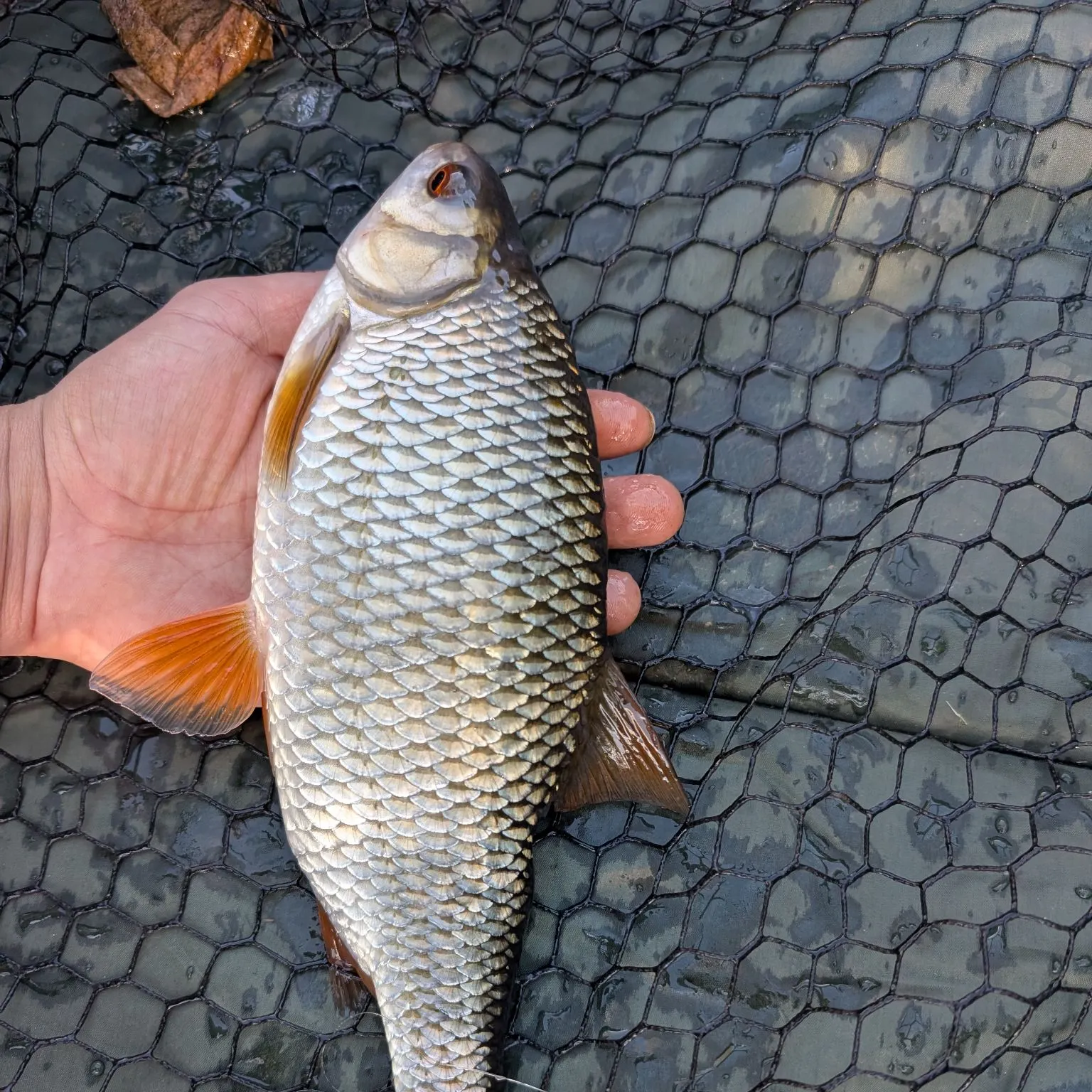 Common roach caught on Fishbrain