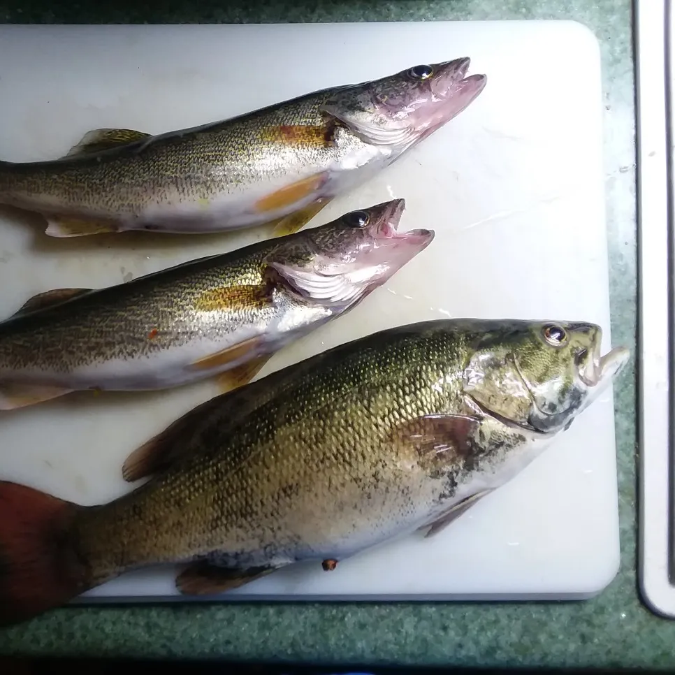 angler catch