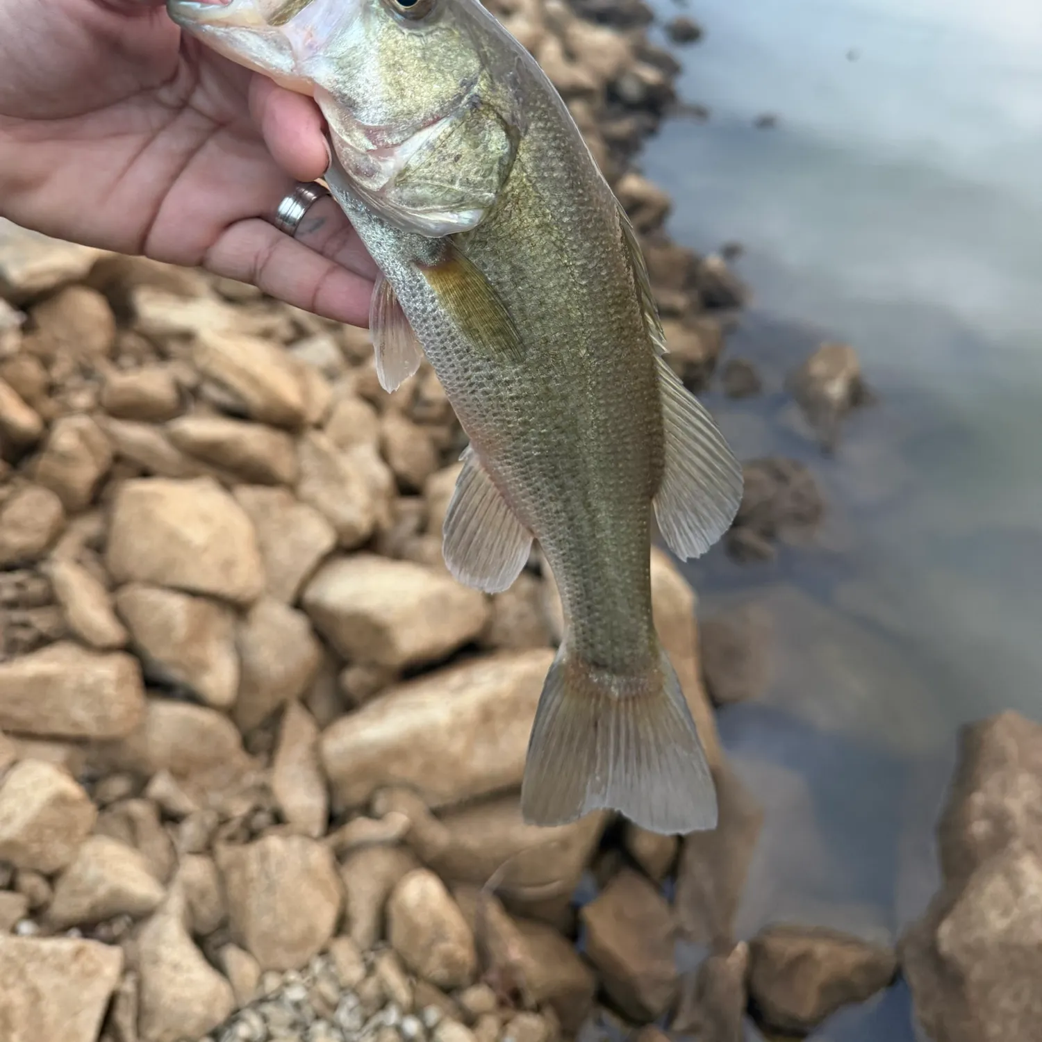 Largemouth bass caught on Fishbrain