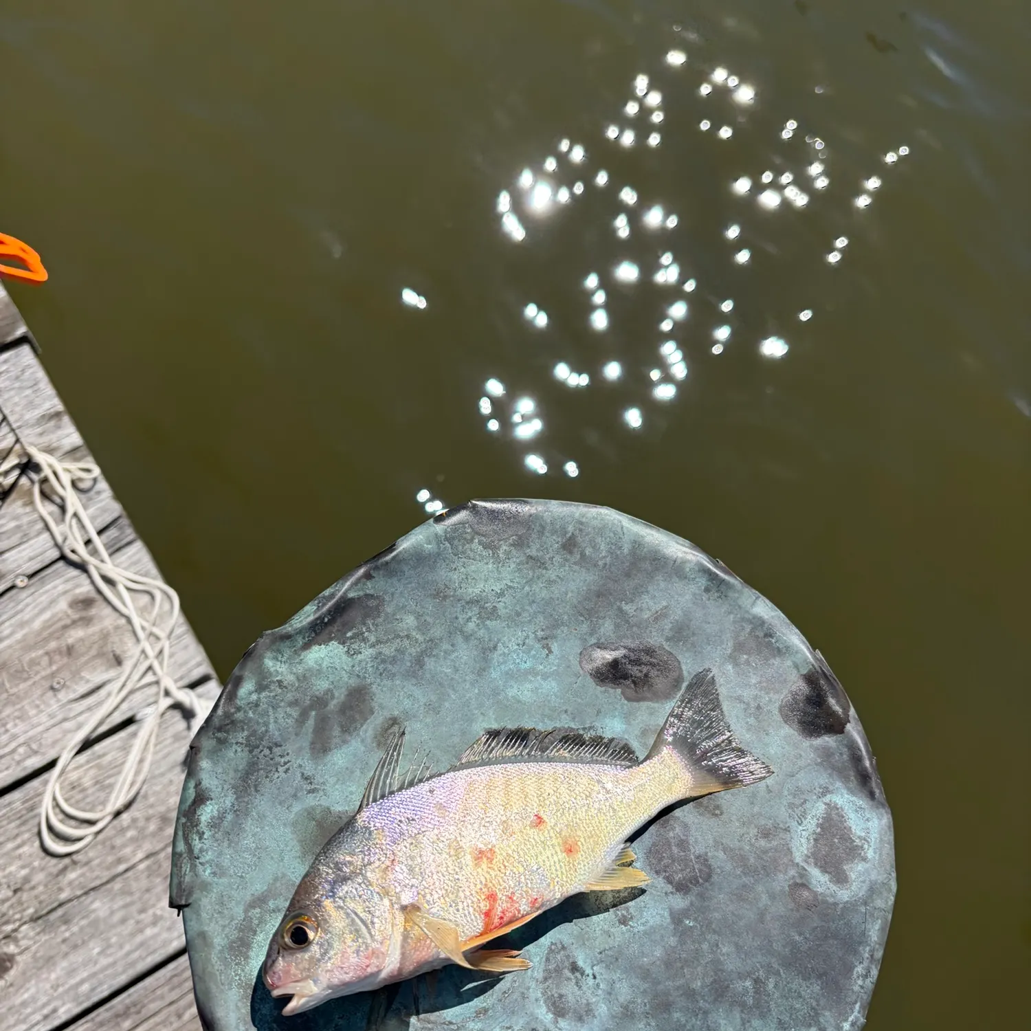 Spot croaker caught on Fishbrain