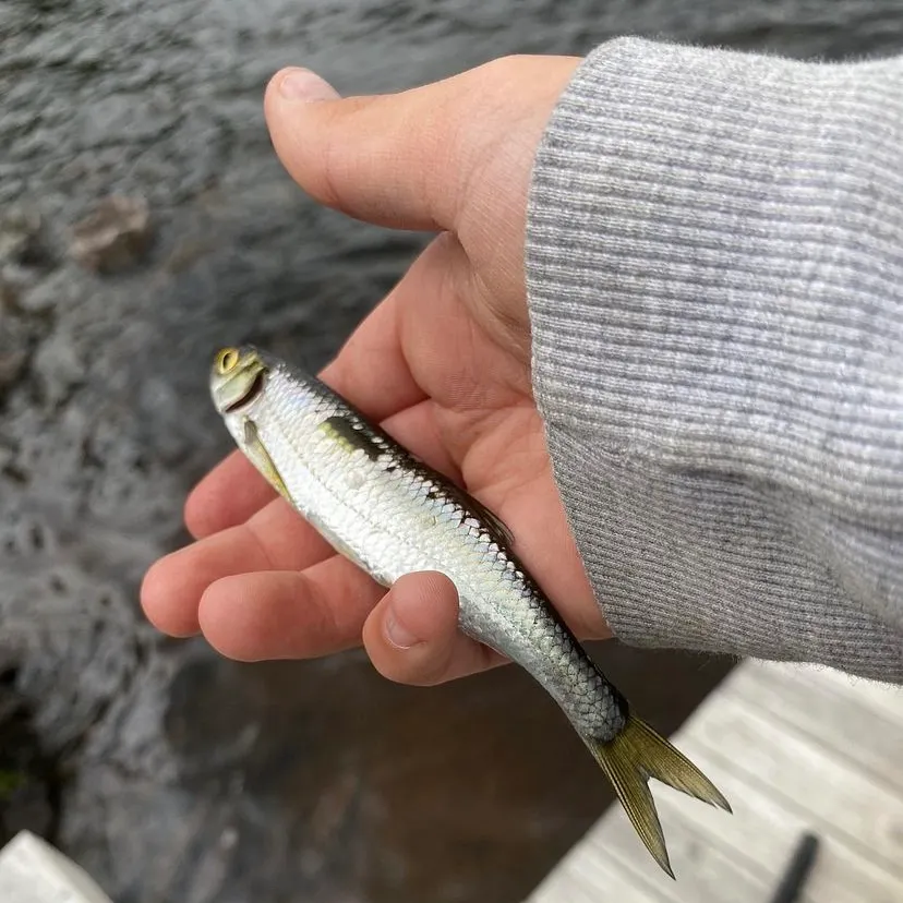 The most recent Vendace catches on Fishbrain