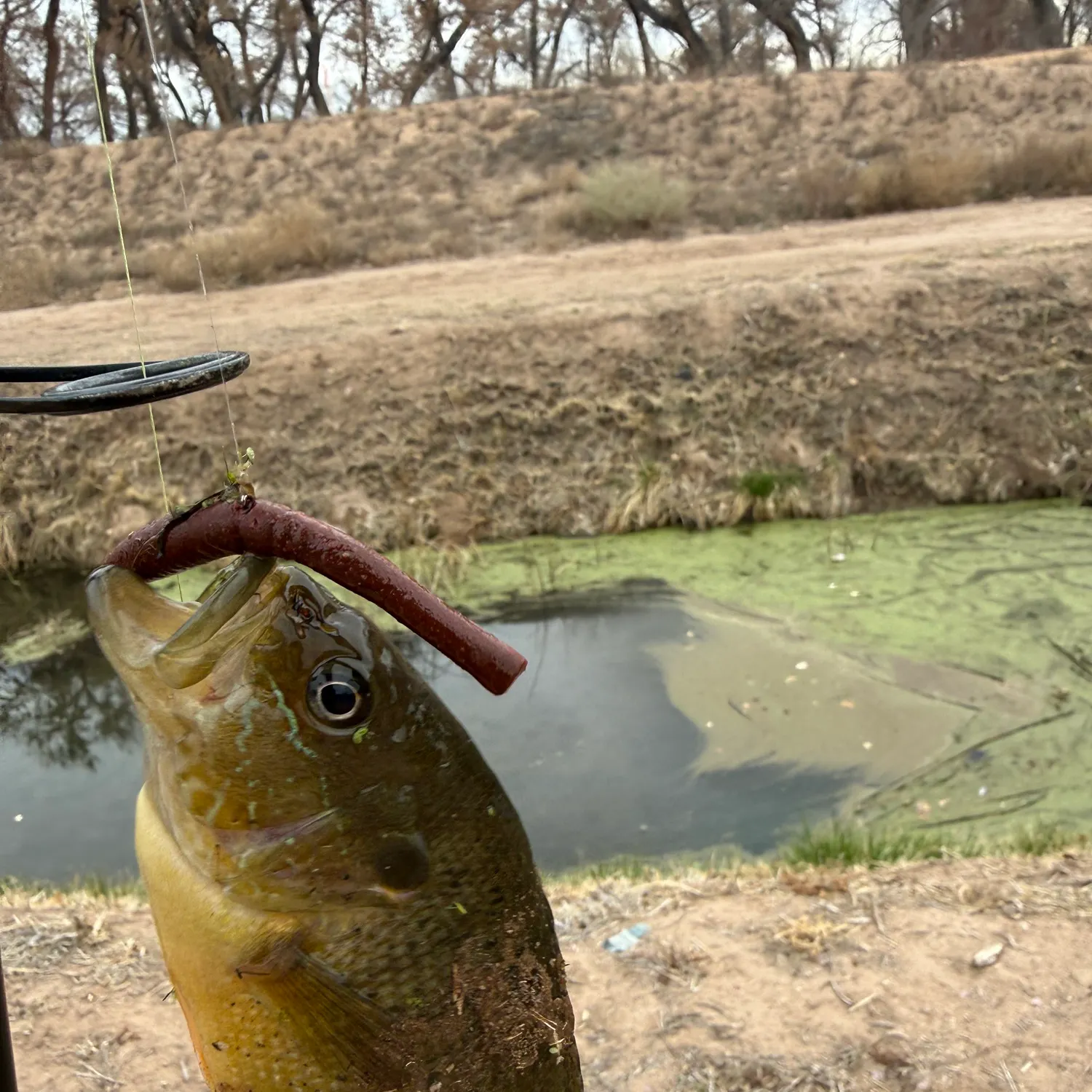 The most recent Green sunfish catches on Fishbrain