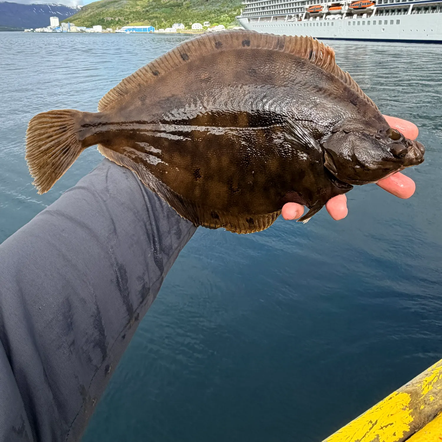 The most recent European plaice catches on Fishbrain