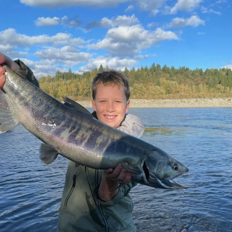 The most recent Chum salmon catches on Fishbrain