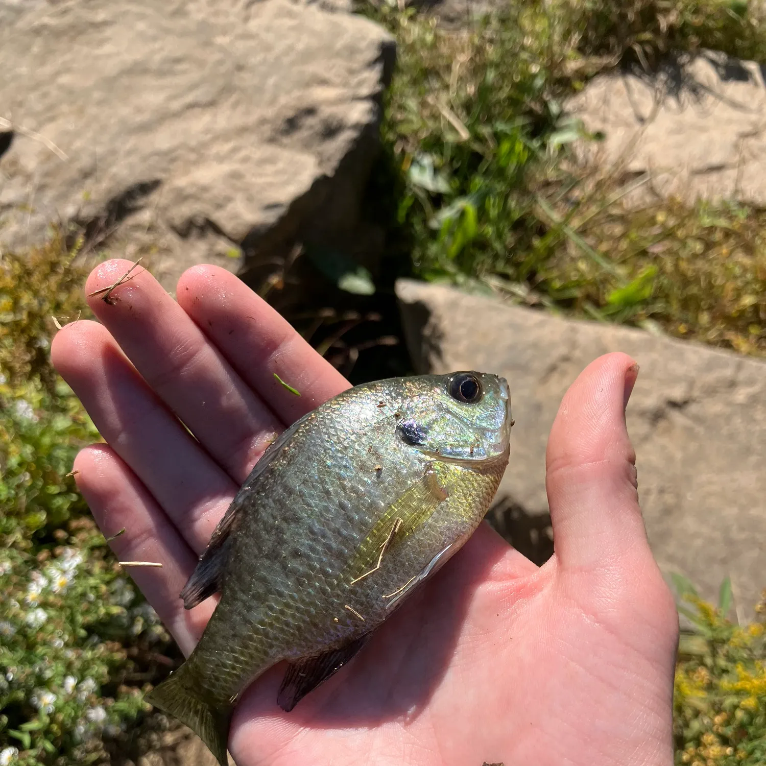 Bluegill caught on Fishbrain