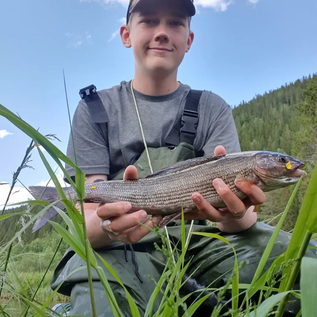 The most recent European grayling catches on Fishbrain