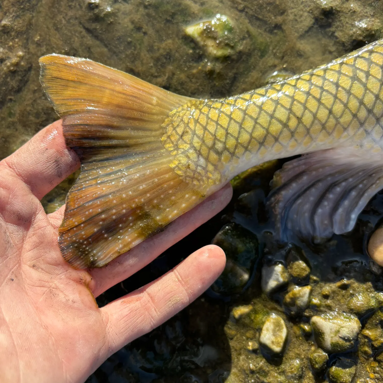 The most recent Utah sucker catches on Fishbrain