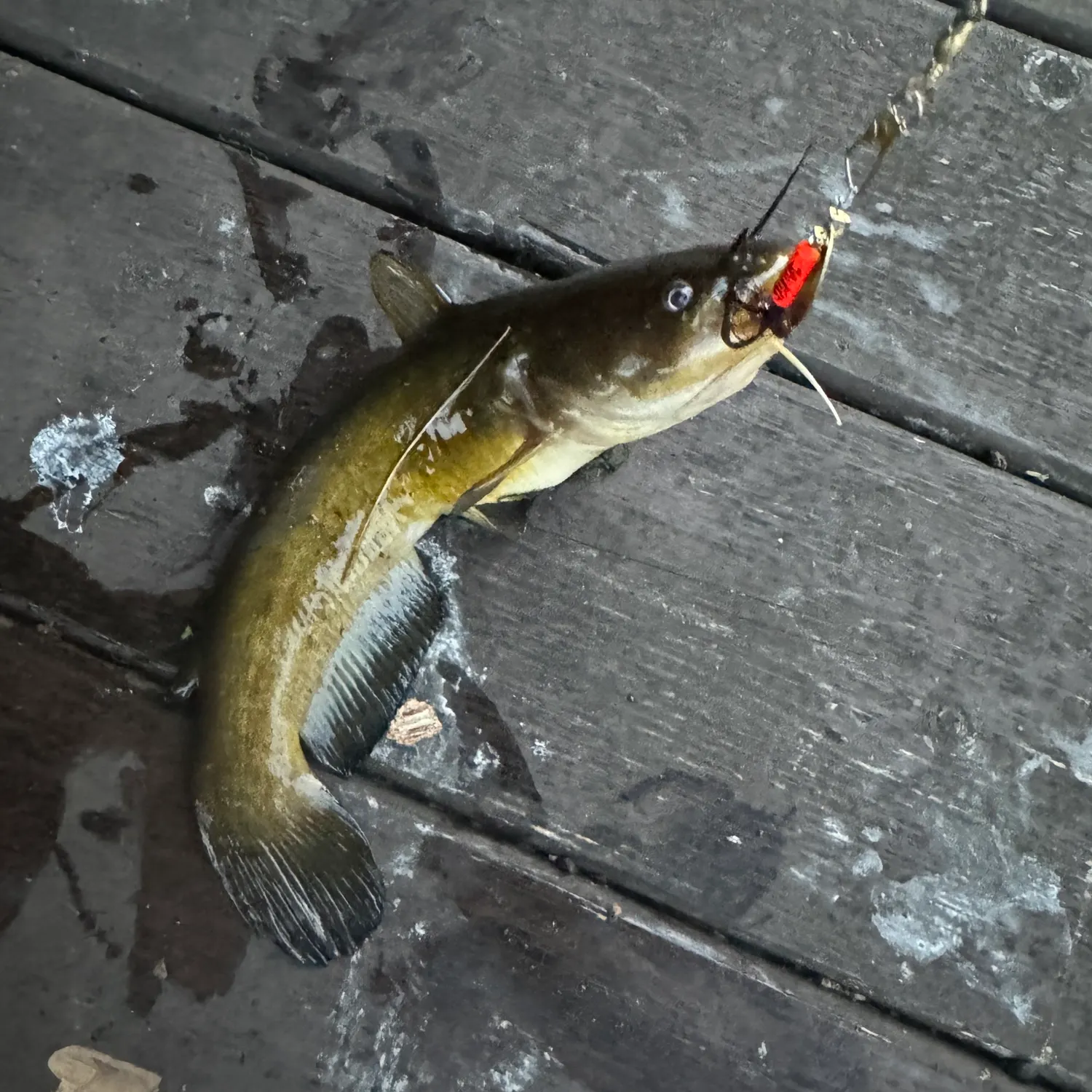 catch