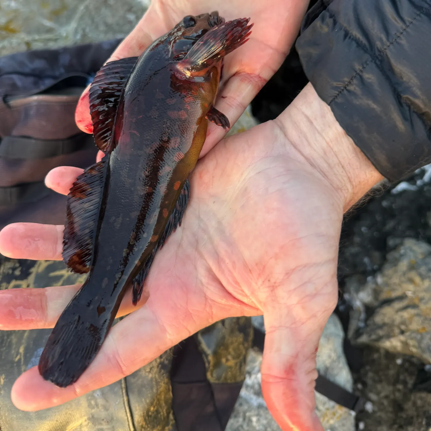 The most recent Rock greenling catches on Fishbrain