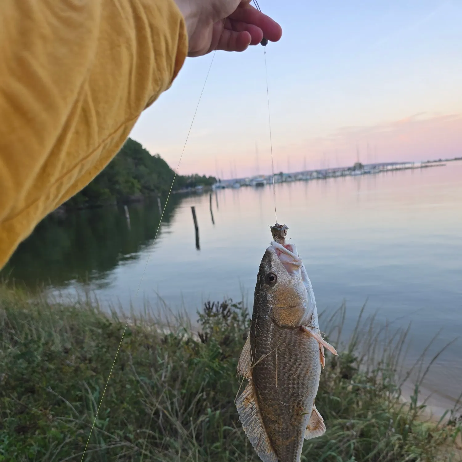 Red drum caught on Fishbrain