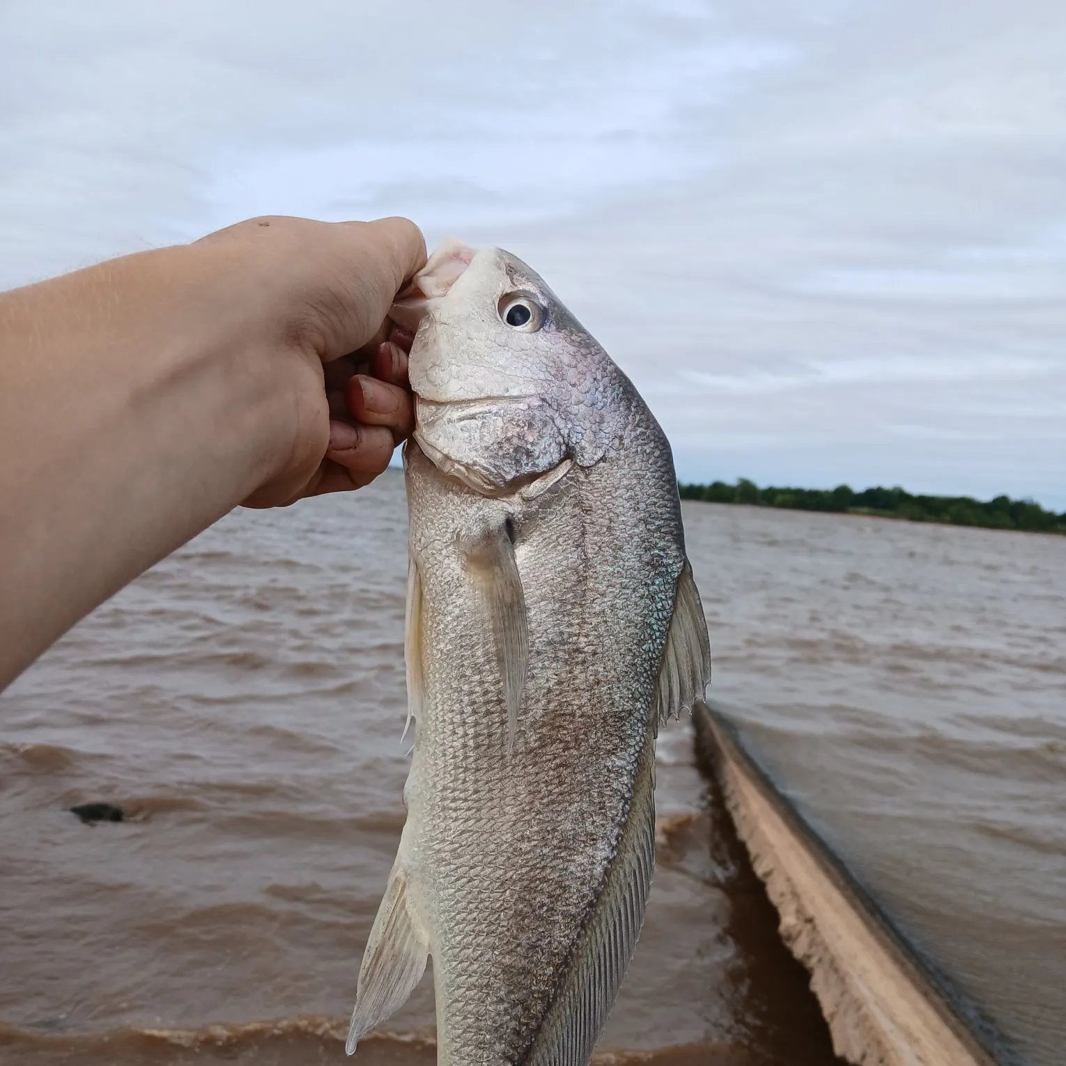 The most recent Freshwater drum catches on Fishbrain