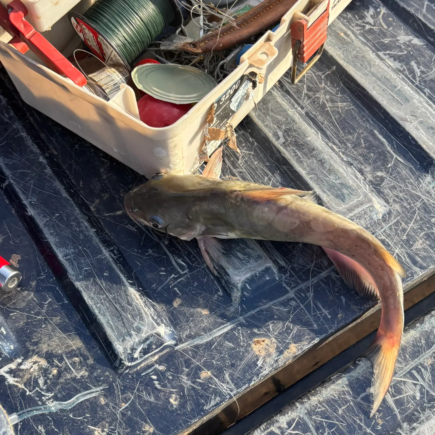 Channel catfish caught on Fishbrain