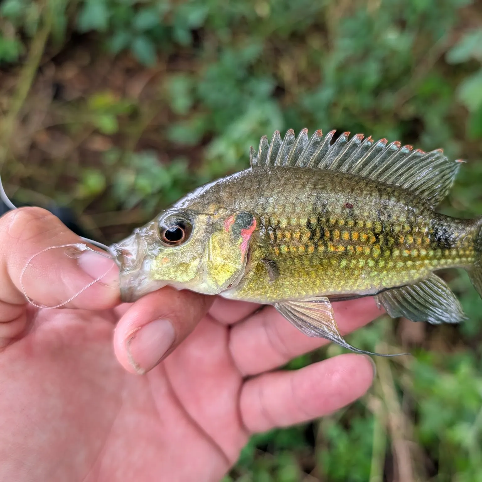 The most recent Five-spotted Cameroon cichlid catches on Fishbrain