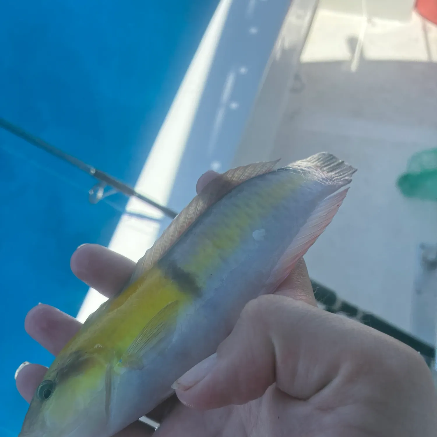 The most recent Yellowhead wrasse catches on Fishbrain