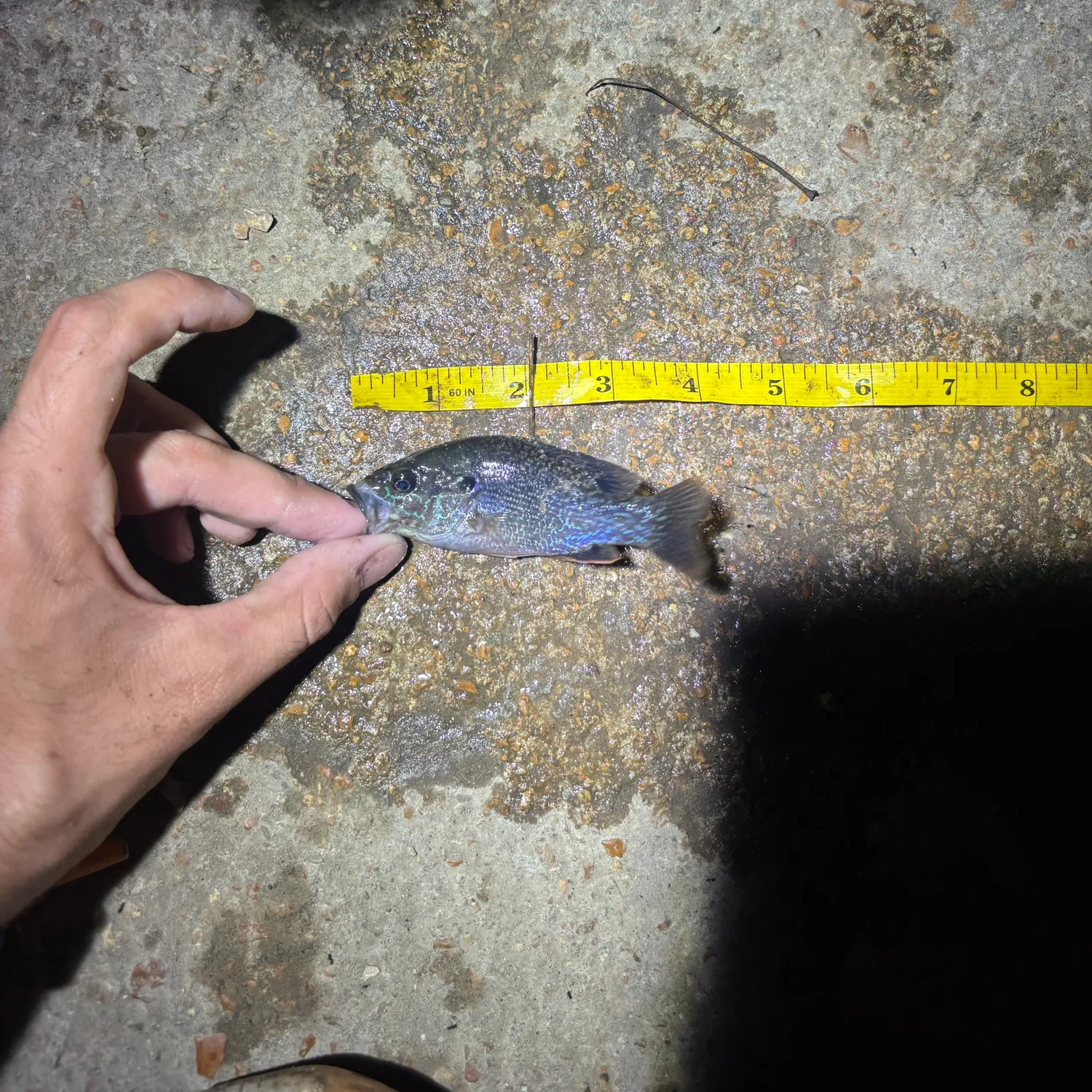 Greengill hybrid caught on Fishbrain